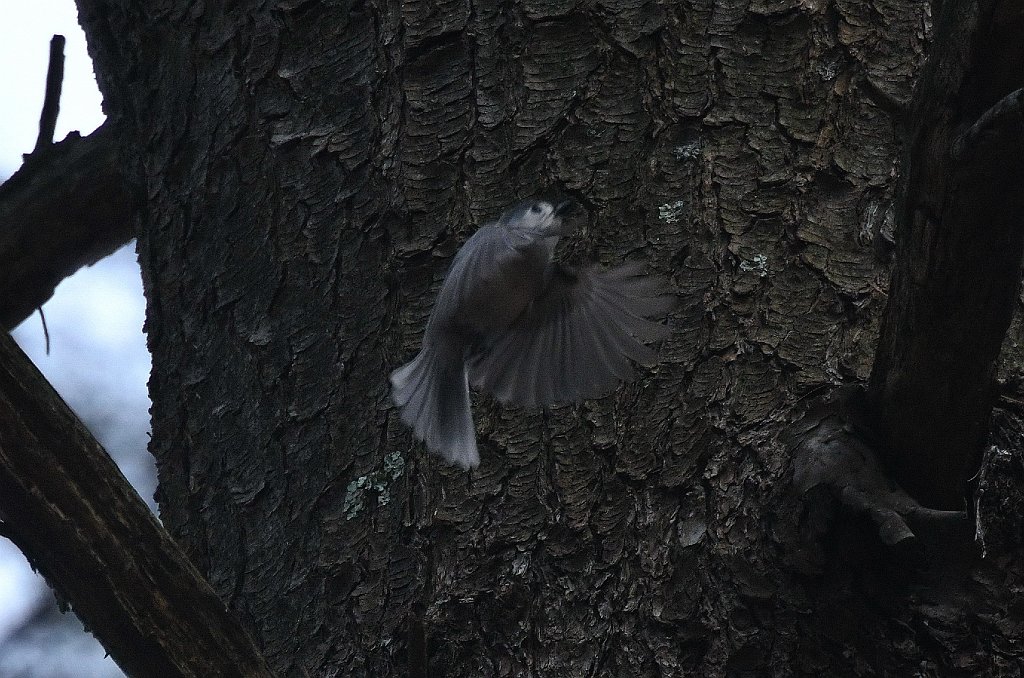 Titmouse, Tufted, 2018-04270685 Chauncy Lake and CMRCM Aif Field area, MA.JPG - Tufted Titmouse. CMRCM Airfield and nearby, MA, 4-27-2018